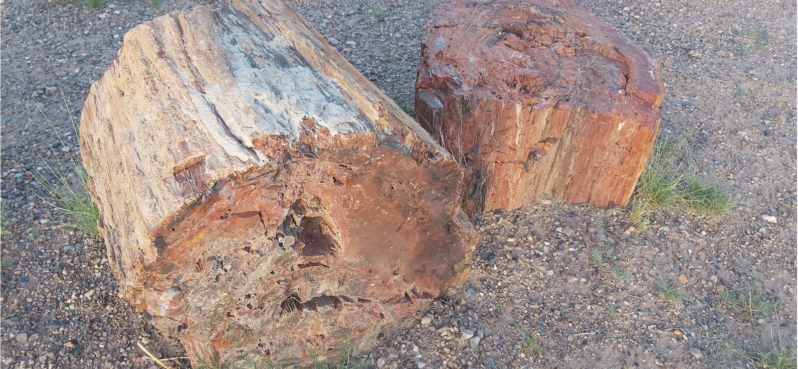 Rhonda's Dig Site - Dig Petrified Wood in Holbrook, Arizona